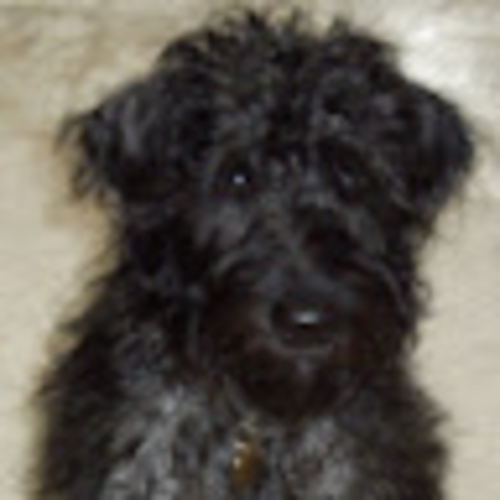 Meet your Posher, Betsy
